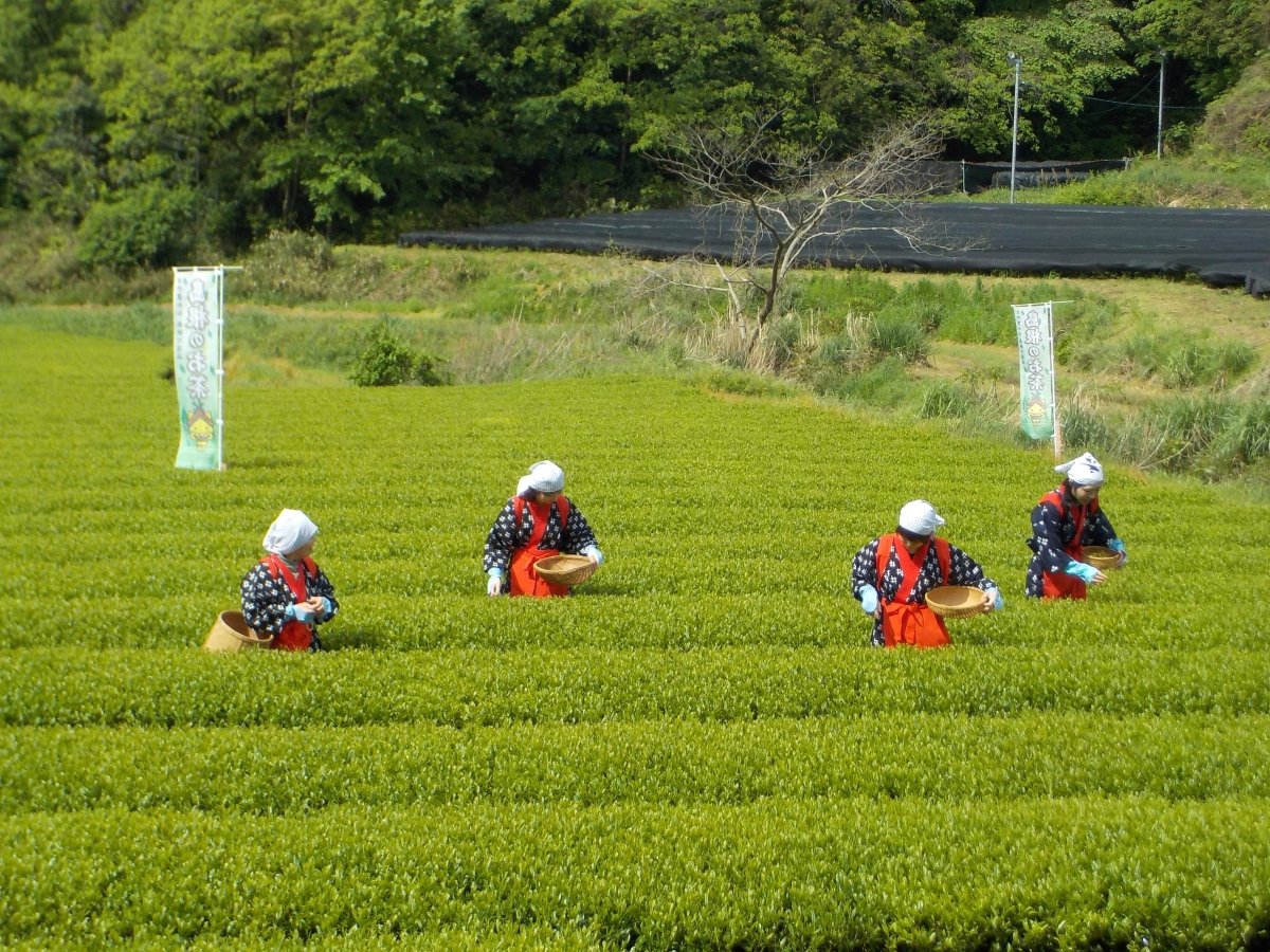 How to Produce Matcha - NOA MATCHA