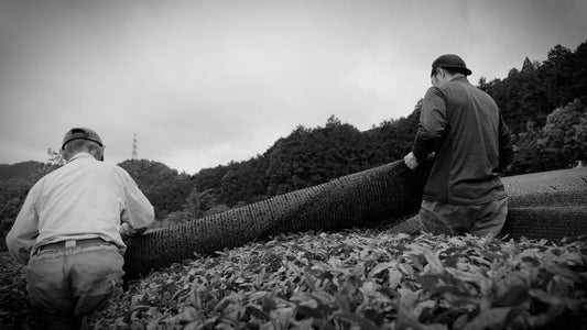 Matcha History: A Journey Through Time and Taste – From Ancient China to Australia's Cafes