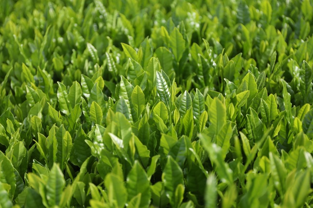 Matcha vs Coffee: Which Buzz is Best for Aussies? (Energy, Focus & Health) - NOA MATCHA