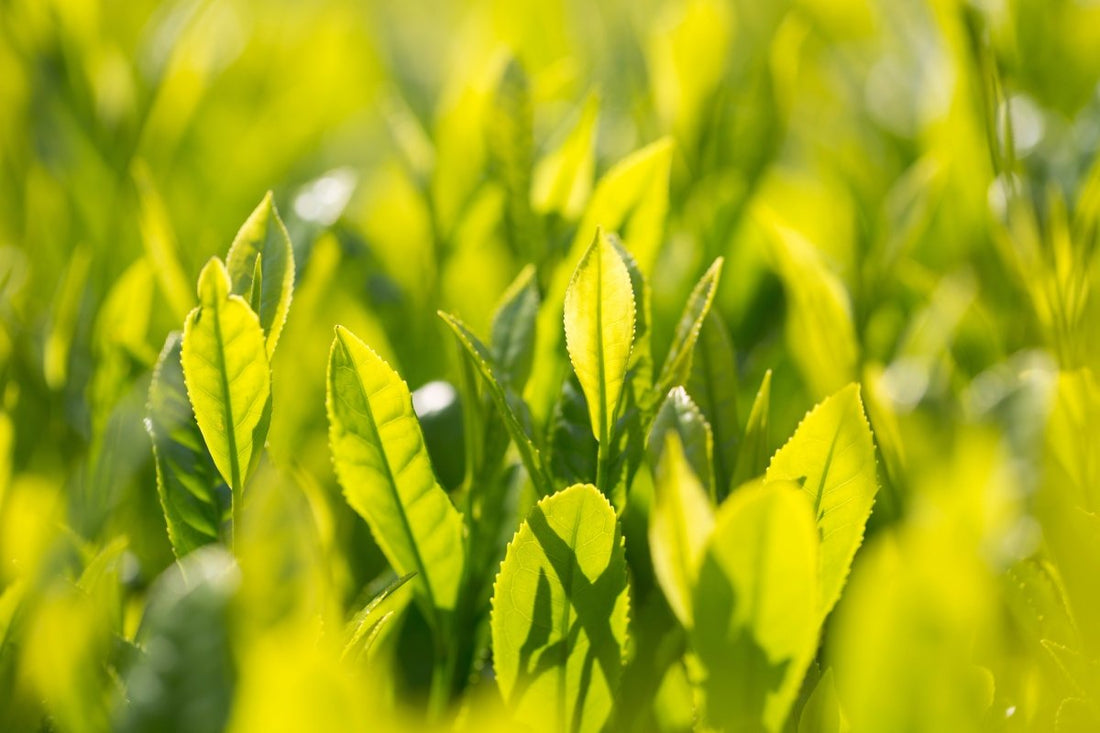Green Tea Journey: Sip, Savor, Thrive - NOA MATCHA