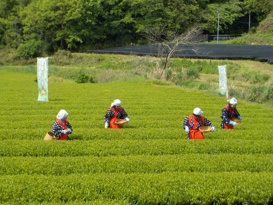 First-harvest tea pickers in a Japanese green tea field