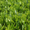  - #noamatcha# - #matcha# - #tea# - #ceremonial# - #2025# - #first - harverst# - #Ippoda# - #uji# - #kyoto# - #japan#